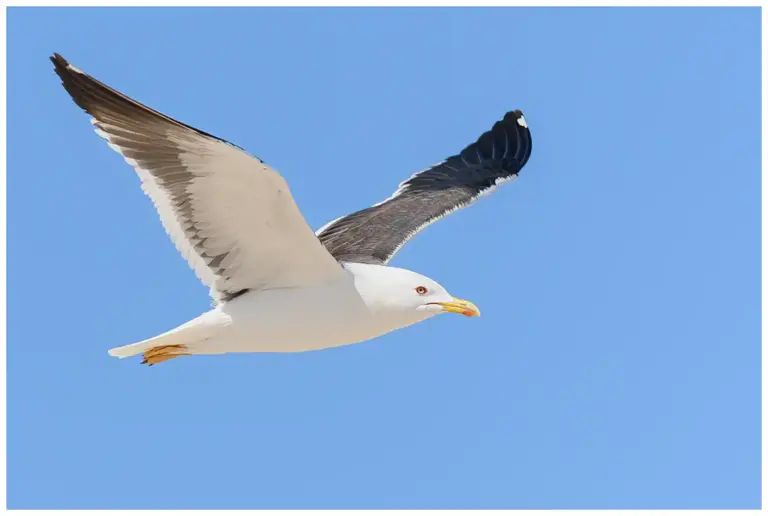 Silltrut - Lesser Black-backed Gull Silltrut - (Lesser Black-backed Gull) - flyger mot blå himmel