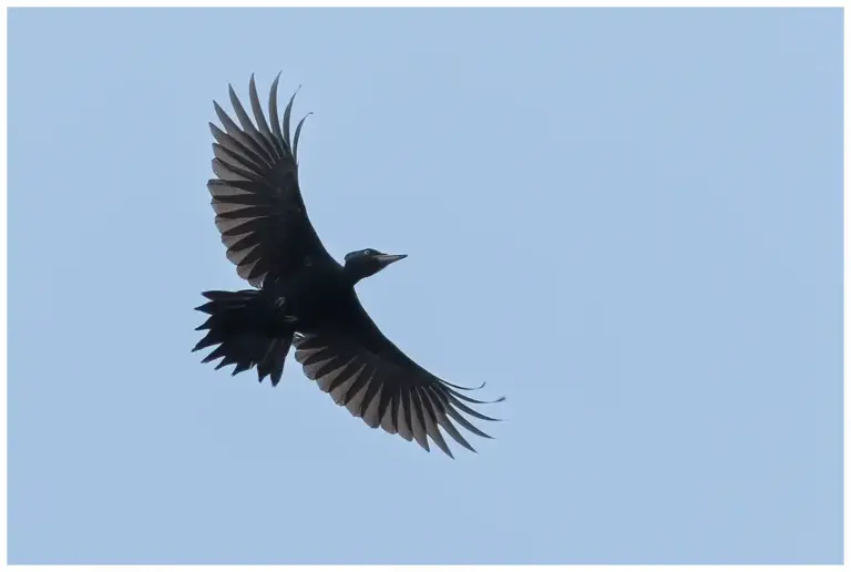 Spillkråka - (Black Woodpecker)