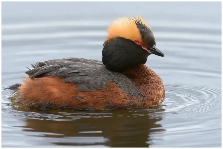 Svarthakedopping - (Horned Grebe)