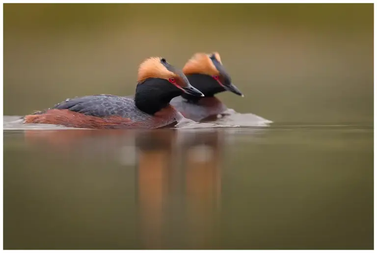 Svarthakedopping - (Horned Grebe) - ett par simmande i vatten