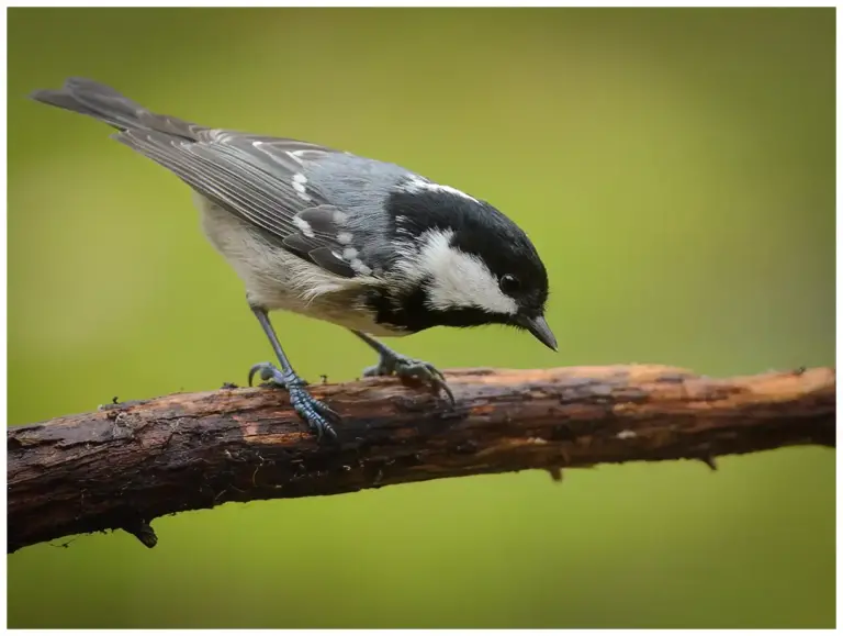 Svartmes - (Coal Tit)