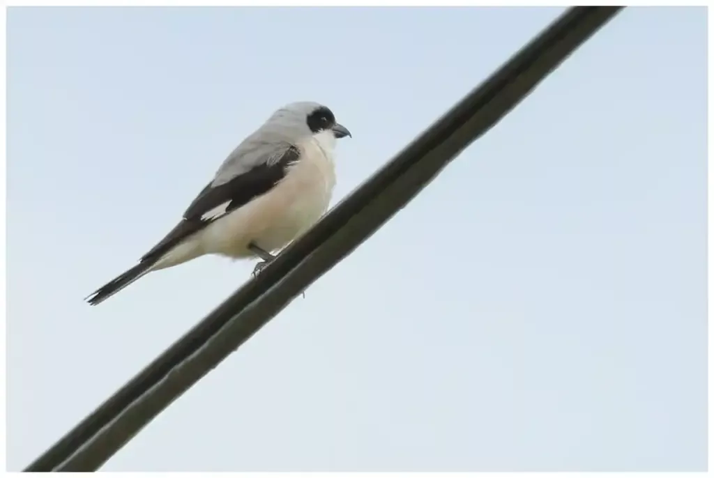 Svartpannad Törnskata - (Lesser Grey Shrike)