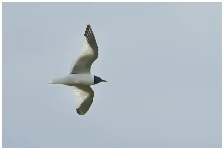 Tärnmås - (Sabine’s Gull)