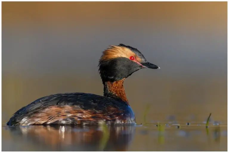 Svarthakedopping - (Horned Grebe)