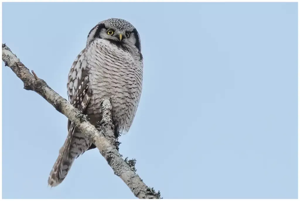 Hökuggla - (Northern Hawk Owl)