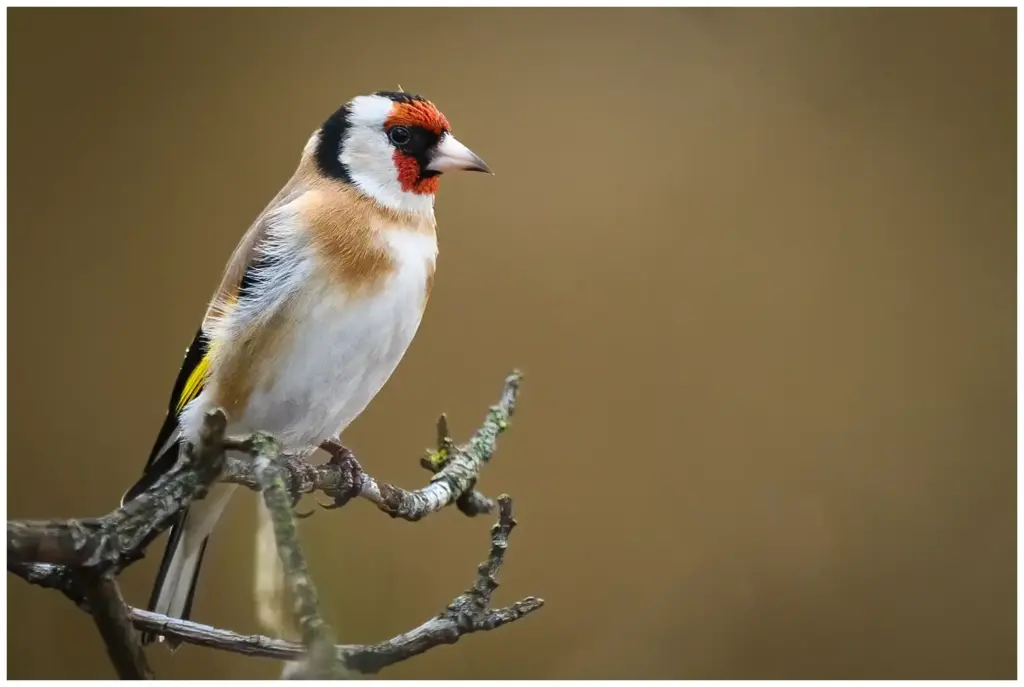 Steglits - (European Goldfinch)