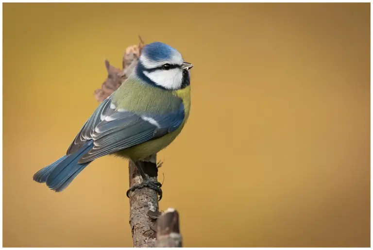 Blåmes - (Blue Tit)