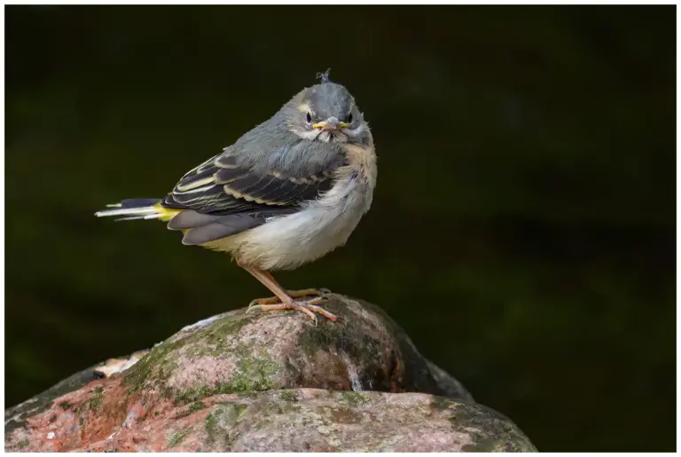 Forsärla - (Grey Wagtail)