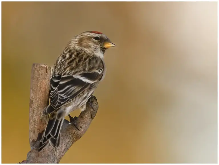 gråsiska - (redpoll)