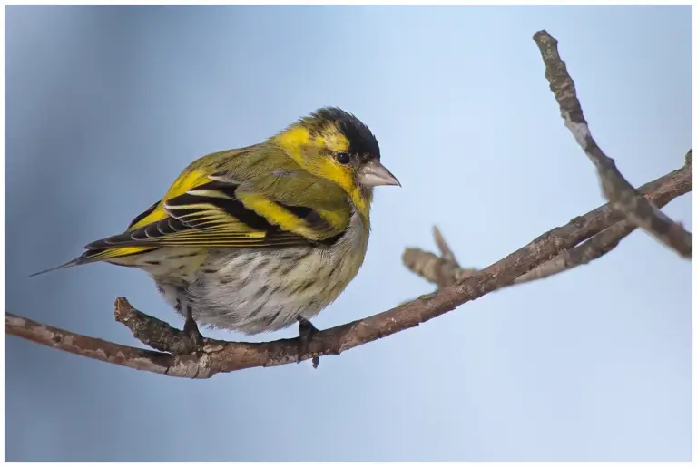 Grönsiska - (Eurasian Siskin)