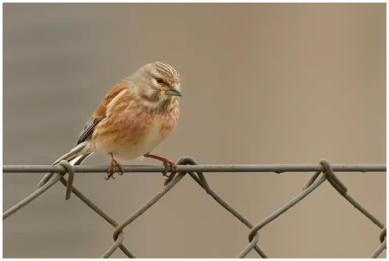 Hämpling - (Common Linnet)