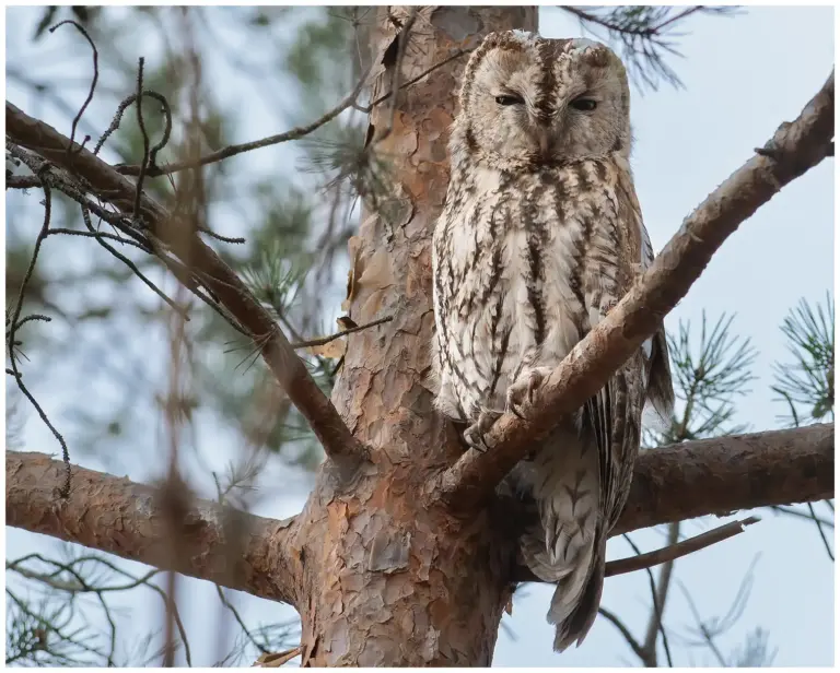 Kattuggla - (Tawny Owl)