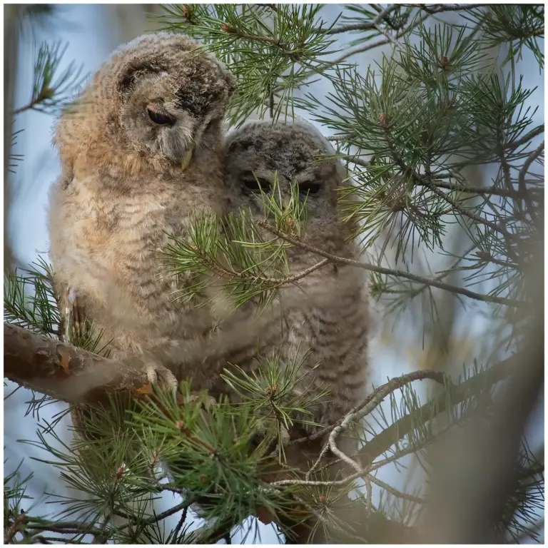 Kattuggla - (Tawny Owl) - ungfåglar