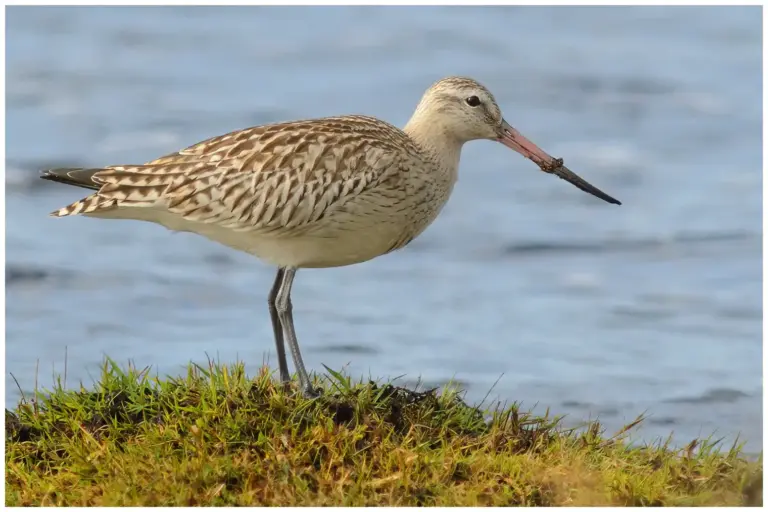 Myrspov - Bar-tailed Godwit