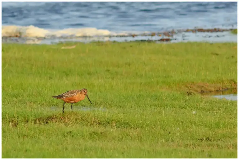 Myrspov - Bar-tailed Godwit