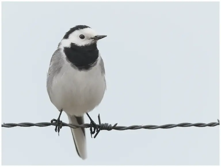 sädesärla - (White Wagtail)