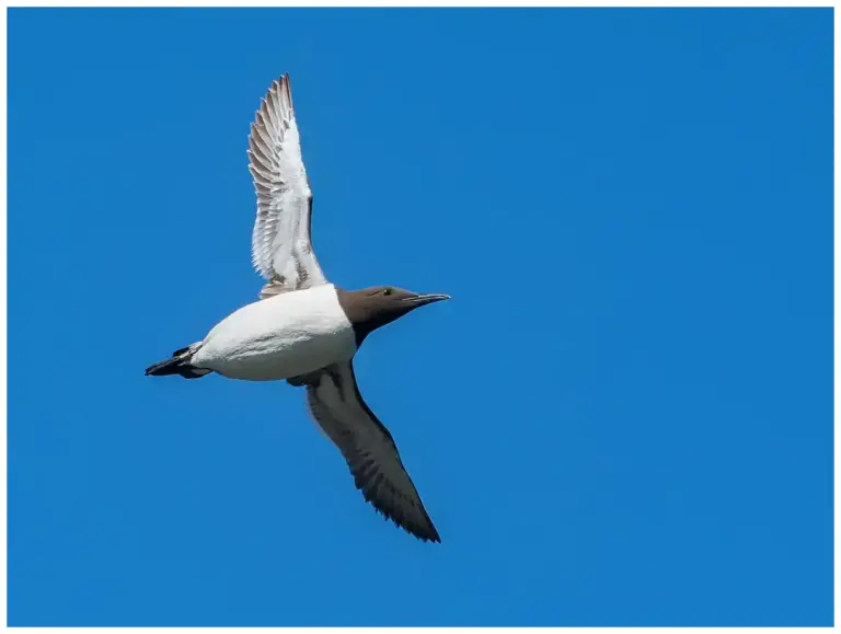 Sillgrissla - (Common Murre) - flyger