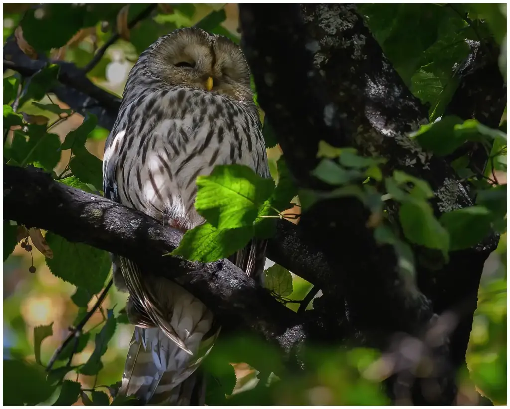 Slaguggla - (Ural Owl)