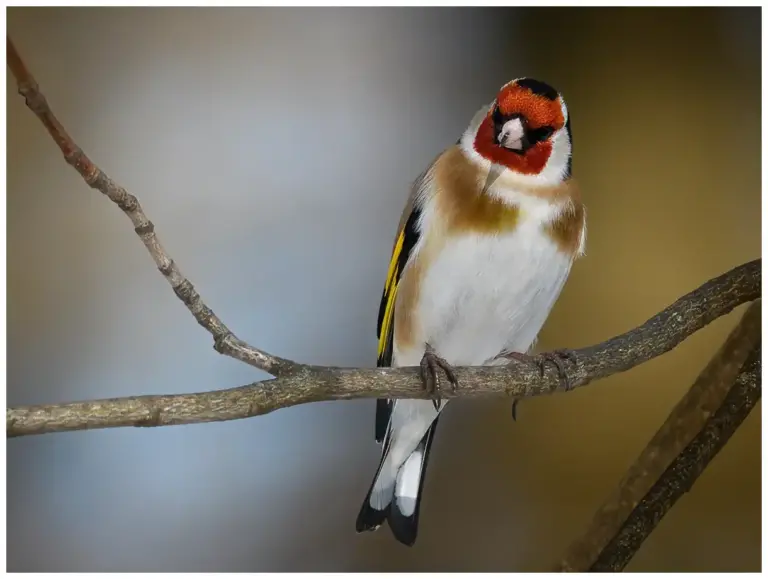 Steglits - (European Goldfinch)