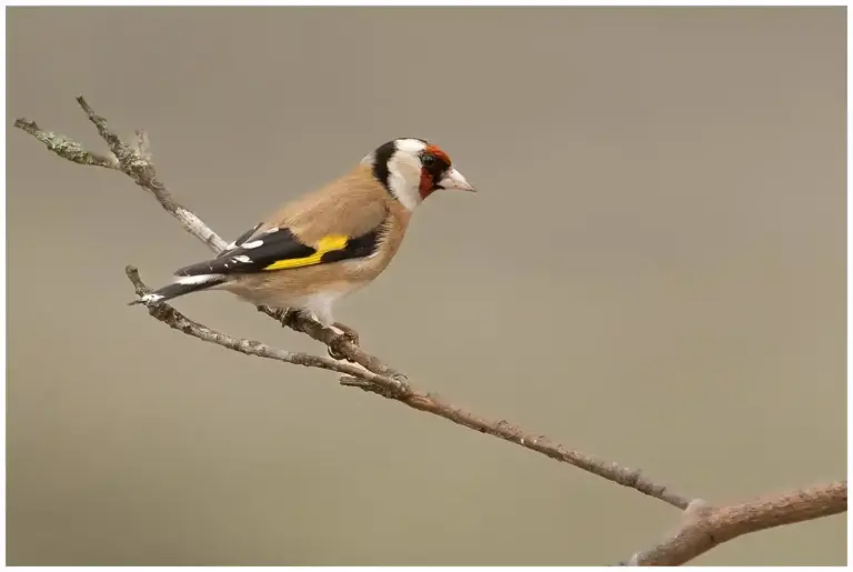 Steglits - (European Goldfinch)