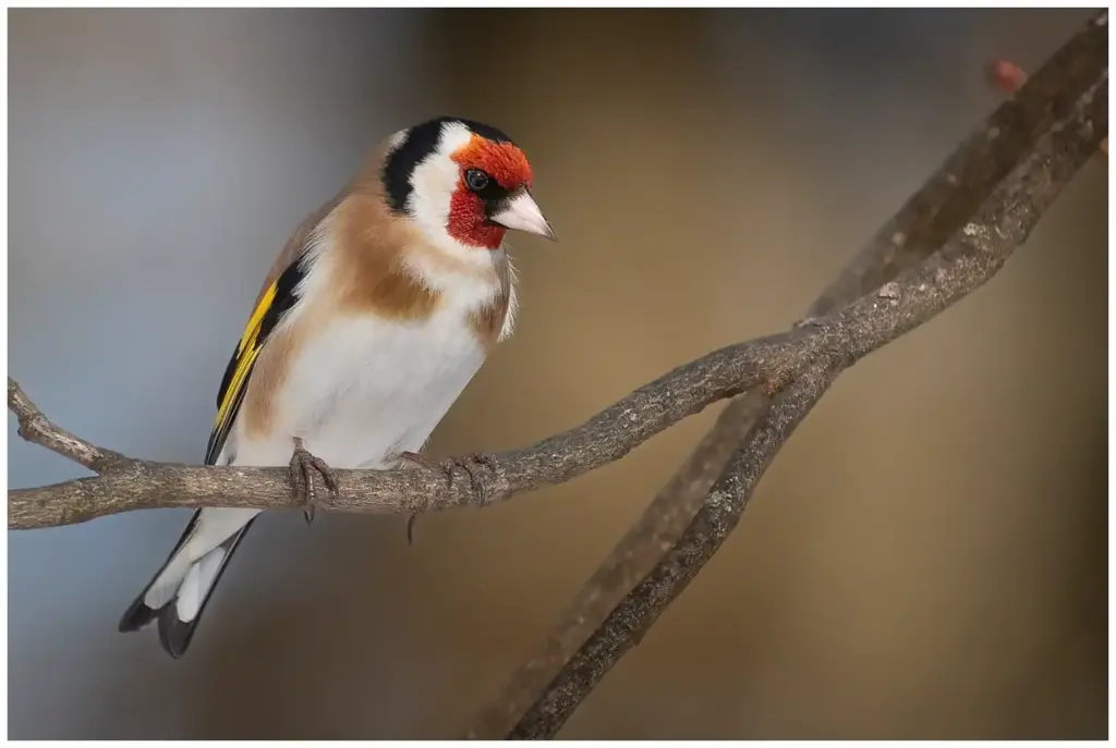 Steglits - (European Goldfinch)