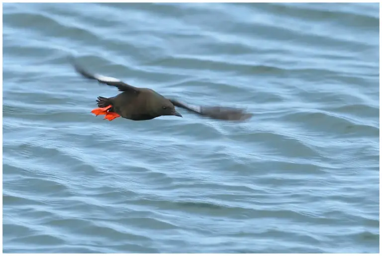 Tobisgrissla - (Black Guillemot)