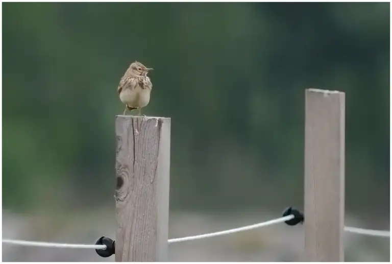 Tofslärka - (Crested Lark)