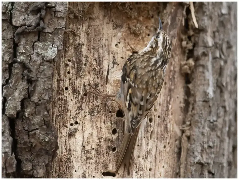 Trädkrypare - (Eurasian Treecreeper)