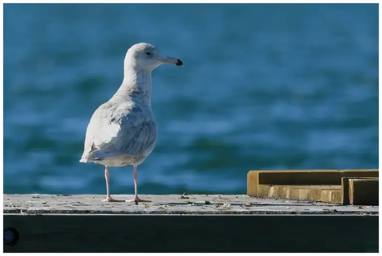 Vittrut - (Glaucous Gull)