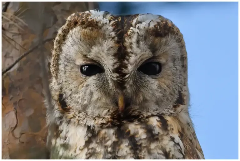 Kattuggla - (Tawny Owl)