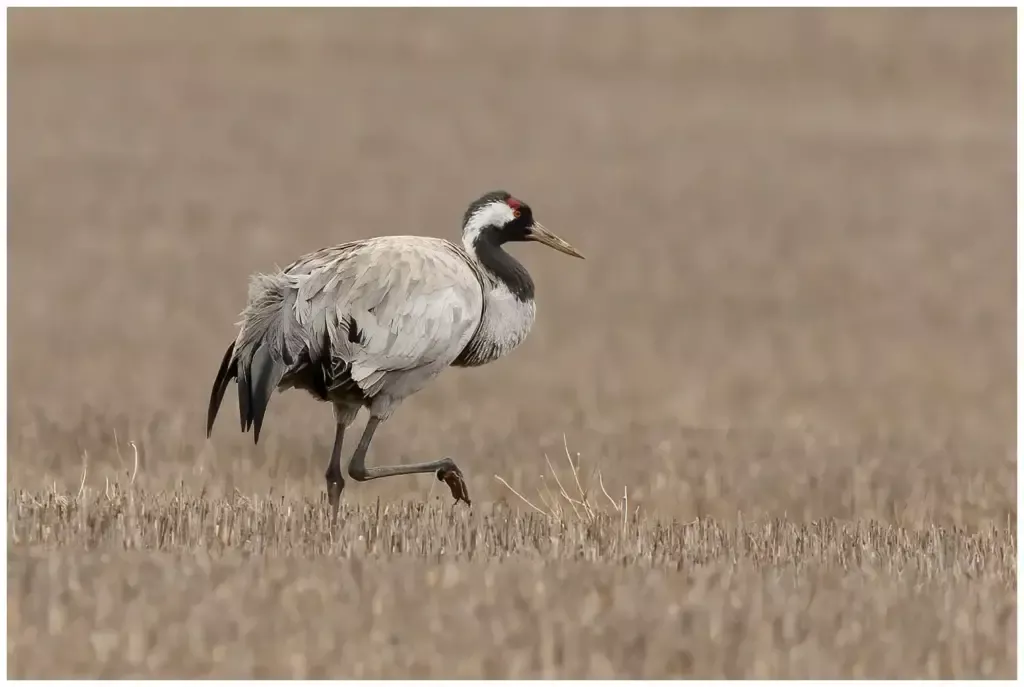 Trana - (Common Crane)