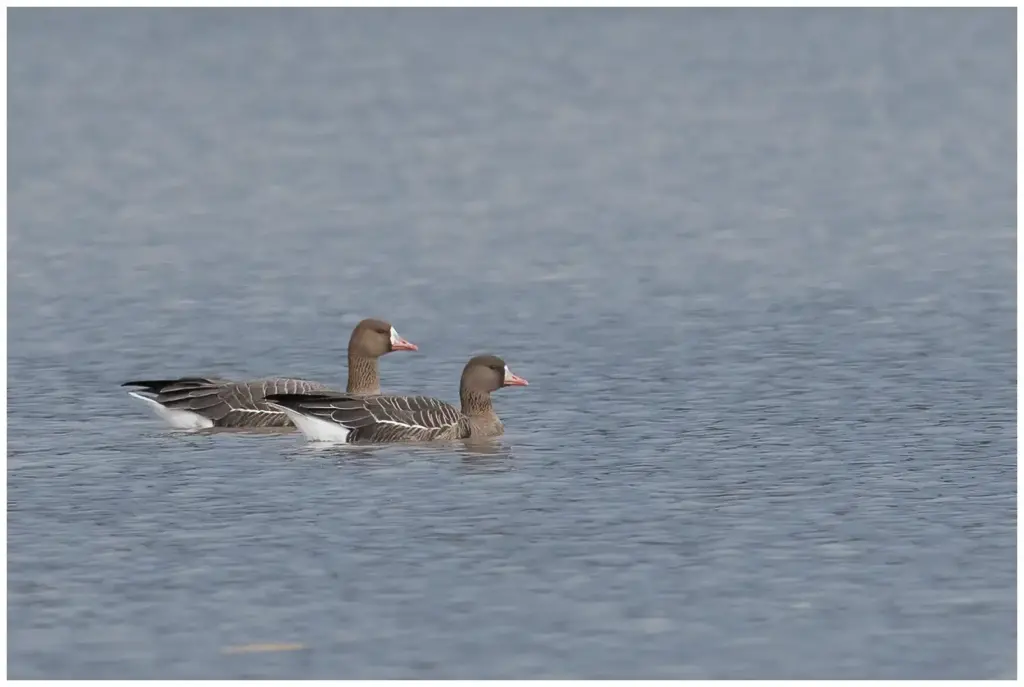 Bläsgås - Greater White-fronted Goose