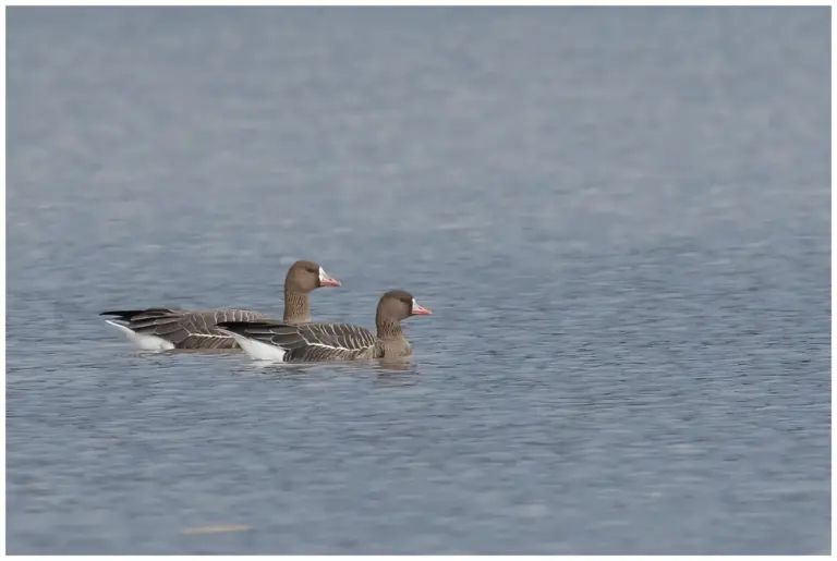 Bläsgås - Greater White-fronted Goose