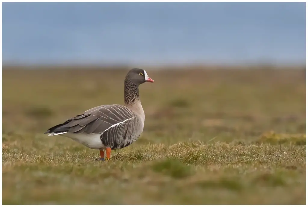 fjällgås - (Lesser White-fronted Goose)