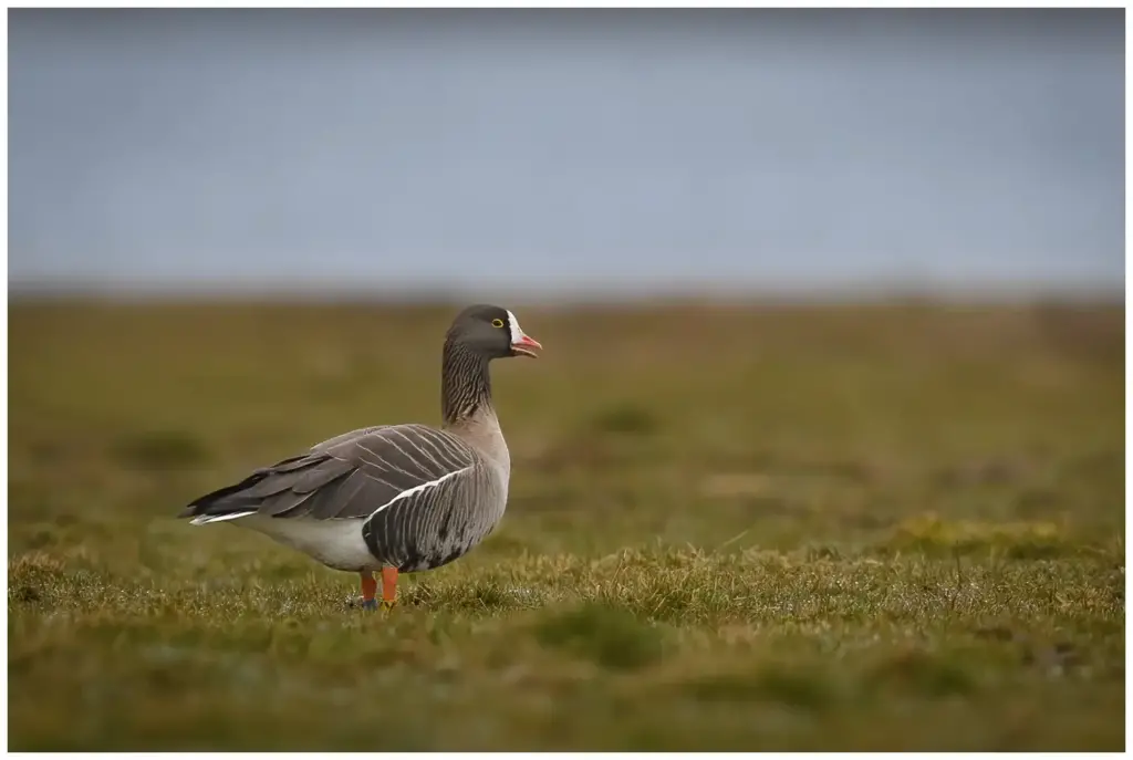 fjällgås - (Lesser White-fronted Goose)