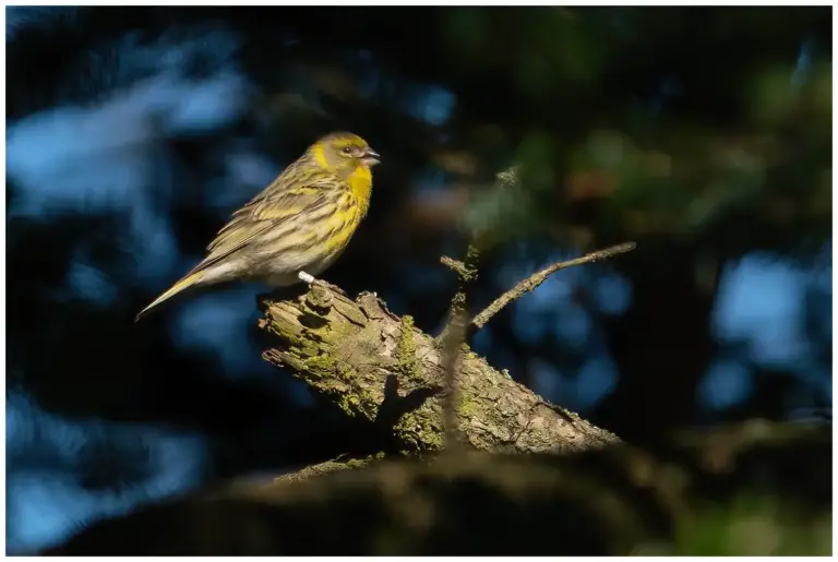 Gulhämpling - (European Serin)