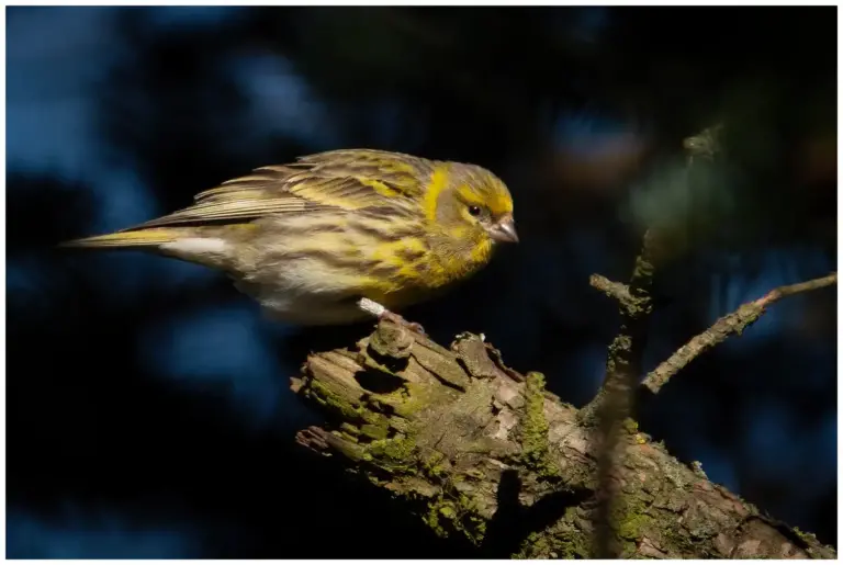 Gulhämpling - (European Serin)