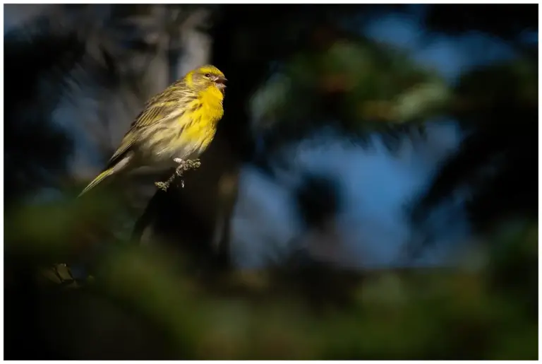 Gulhämpling - (European Serin)