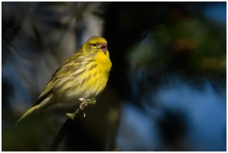 Gulhämpling - (European Serin)