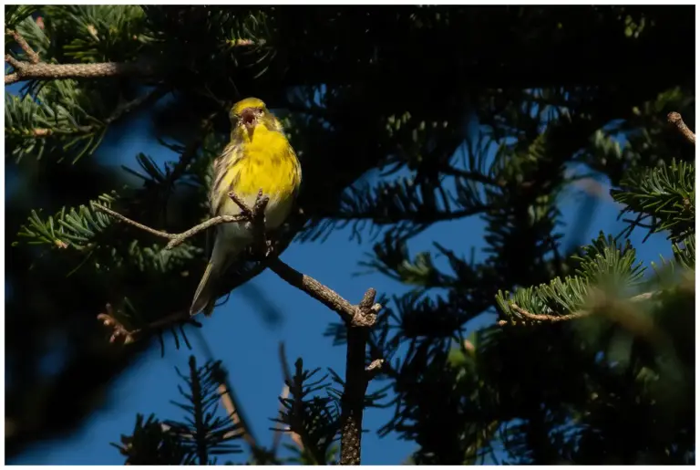 Gulhämpling - (European Serin)