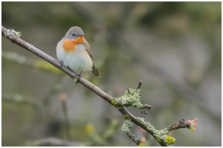 Mindre Flugsnappare – (Red-breasted Flycatcher)