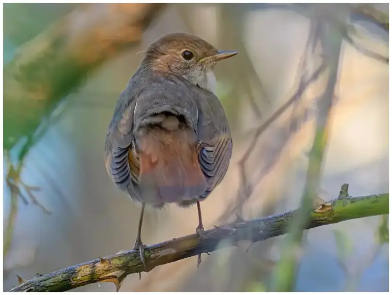 Näktergal - (Thrush Nightingale)