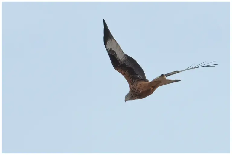 Röd Glada – (Red Kite)