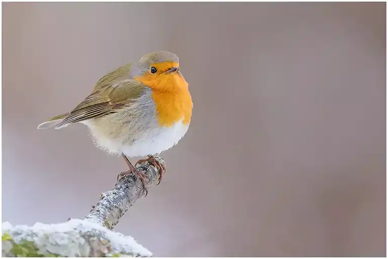 fåglar i naturen,fågelbilder