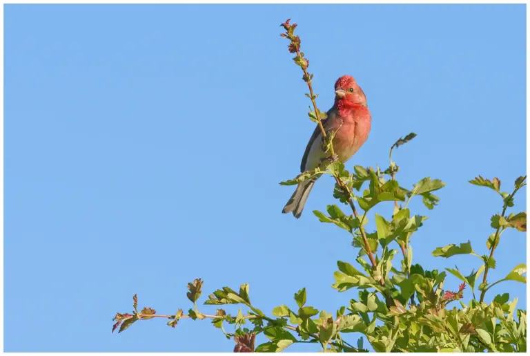 Rosenfink – (Common Rosefinch)