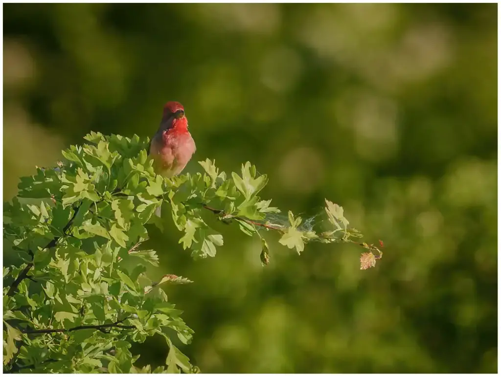 Rosenfink – (Common Rosefinch)