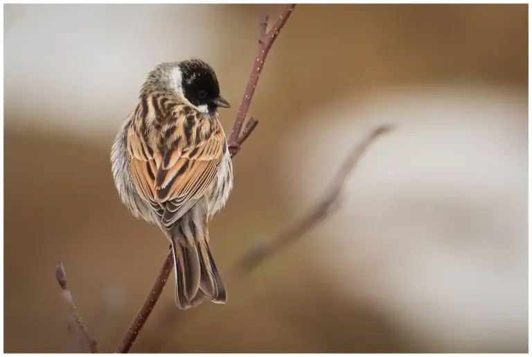 Sävsparv - (Common Reed Bunting)