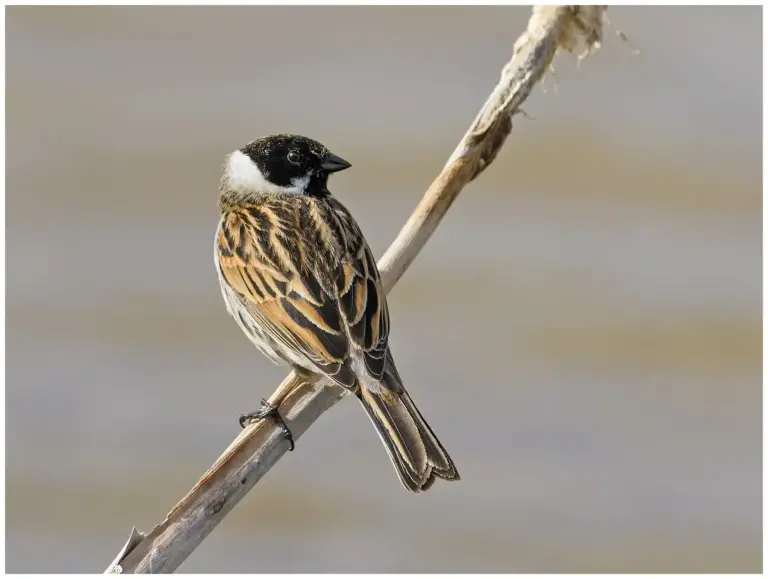 Sävsparv - (Common Reed Bunting)