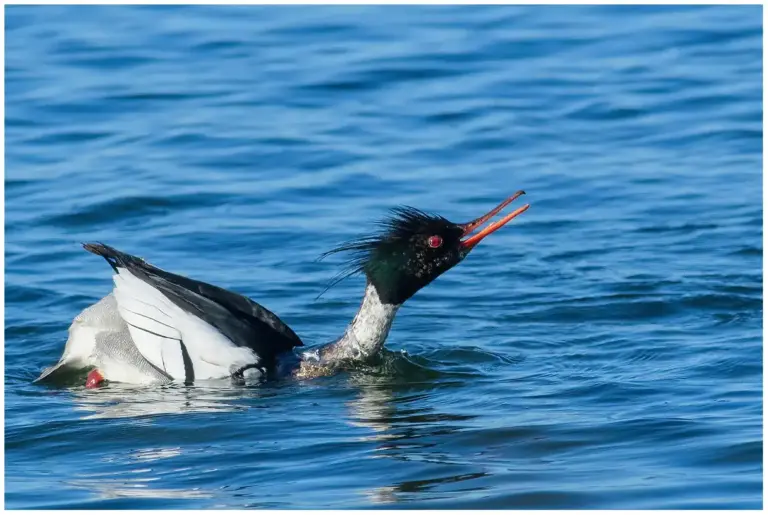 Småskrake - (Red-breasted Merganser)