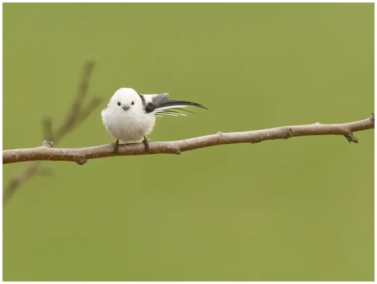 Stjärtmes - (Long-tailed Tit)